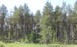 Jack White Pine Trees July 2019
