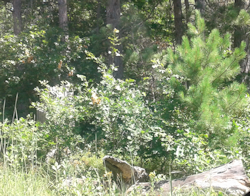Jack White Pine Trees and Interesting Driftwood on Ground July 2019