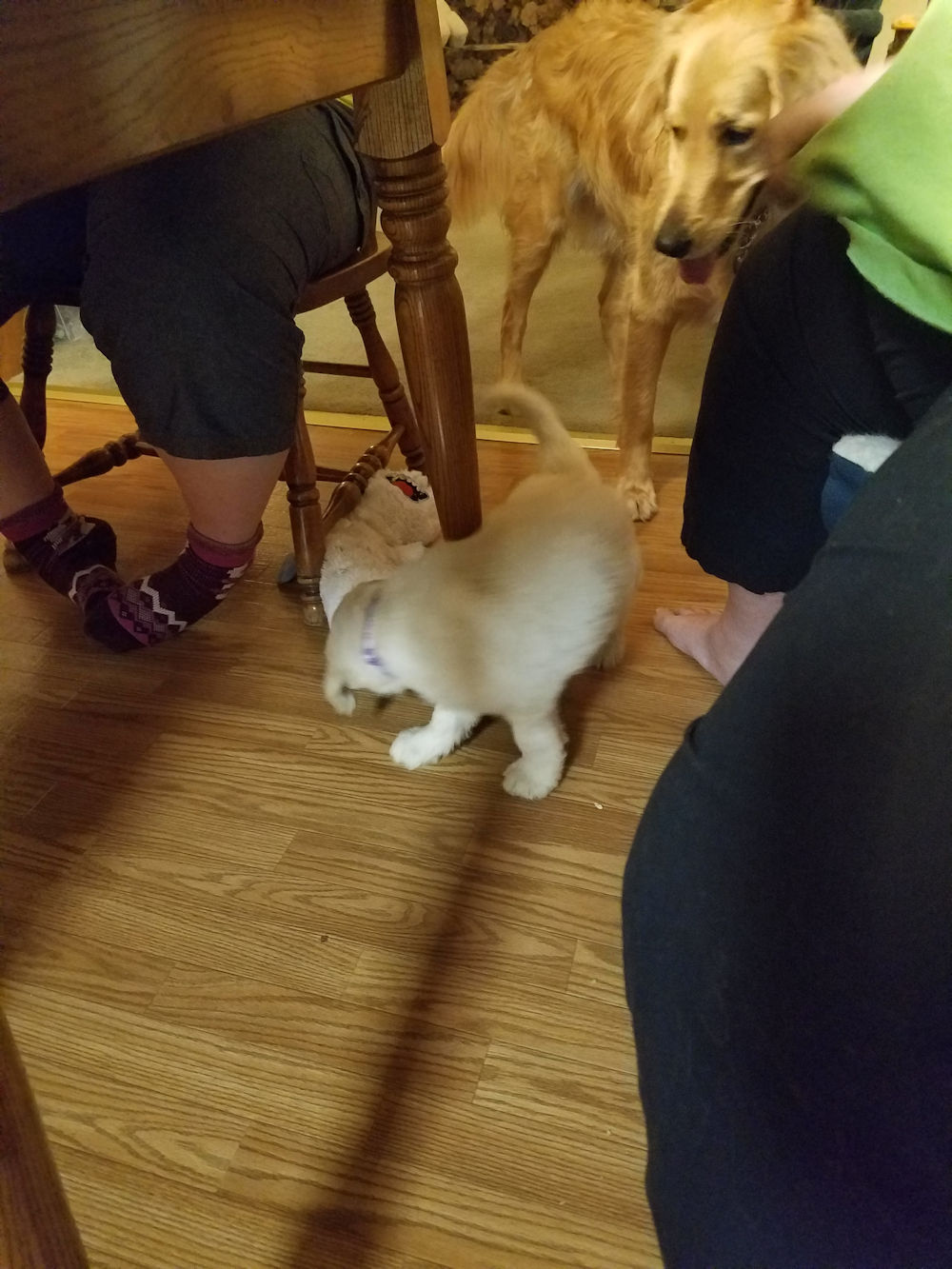 Checking out the new golden doodle in the house Checking out the new golden doodle in the house