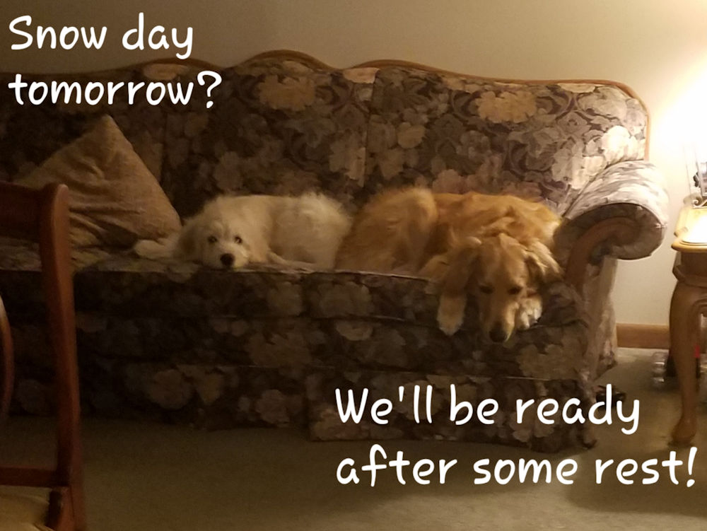 Golden Doodle Siblings Resting Up After a Day of Play Golden Doodle Siblings Resting Up After a Day of Play